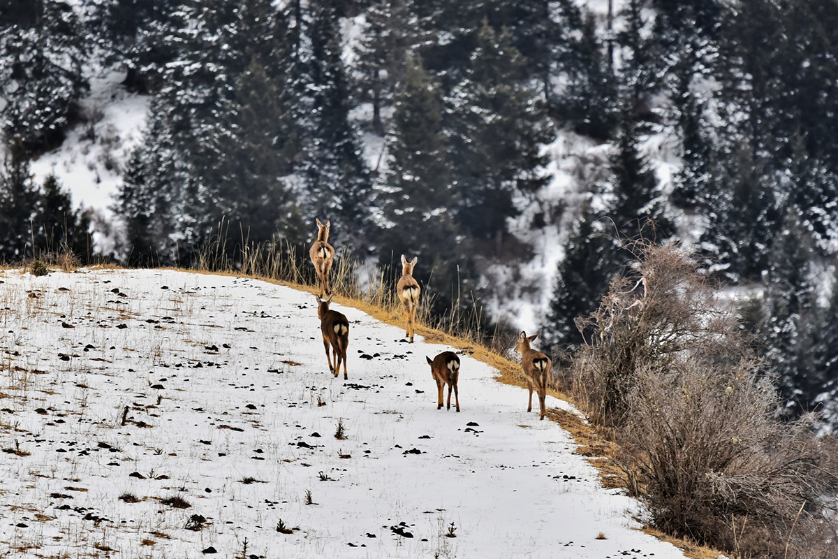 Sika Deer in Tiebu Nature Reserve | Photo by Liu Bin